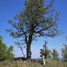 Skalnatá (704 m n.m.)