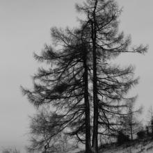 Strom